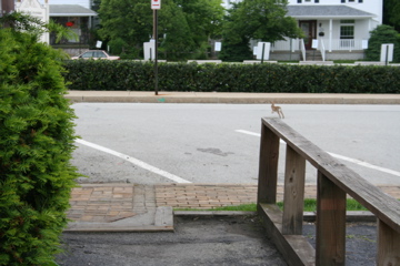 IMG_1266.JPG